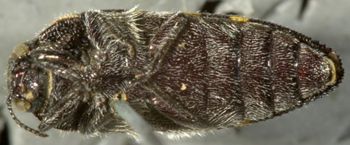 Media type: image;   Entomology 24429 Aspect: habitus ventral view